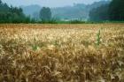 Italy, Tuscany, Wheatfield