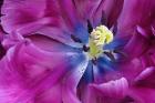 Tulip Closeup, Keukenhof Gardens, Lisse, Netherlands, Holland