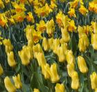 Yellow Tulips