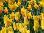 Yellow Tulips