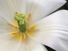 Close-Up White Tulip