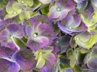 Close-Up Of A Lacecap Hydrangea