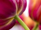Tulip Close-Ups 2, Lisse, Netherlands