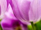 Tulip Close-Ups 3, Lisse, Netherlands