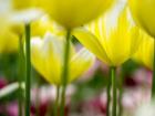 Tulip Close-Ups 4, Lisse, Netherlands