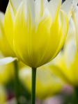 Tulip Close-Ups 5, Lisse, Netherlands