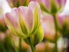 Tulip Close-Up With Selective Focus 2, Netherlands