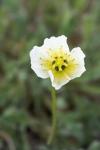 Longyearbyen Svalbard Poppies