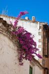 Spain, Andalusia, Banos de la Encina Bougainvillea Growing on a Roof