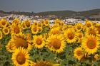 Spain, Andalusia, Cadiz Province, Bornos Sunflower Fields