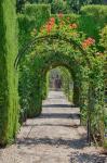 Archway of trees in the gardens of the Alhambra, Granada, Spain