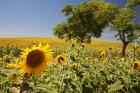 Spain, Andalusia, Cadiz Province Trees in field of Sunflowers