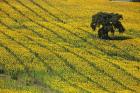 Spain, Andalusia, Cadiz Province Lone Tree in a Field of Sunflowers