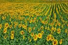 Spain, Andalusia, Cadiz Province Sunflower Fields