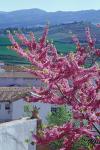 Flowering Cherry Tree and Whitewashed Buildings, Ronda, Spain