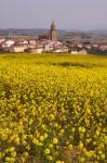 Yellow mustard flowers, Elvillar Village, La Rioja, Spain