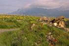 Wildflowers surround the Sacred Burial Site, Elvillar Village, La Rioja, Spain