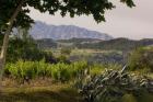 Vineyards and Cactus with Montserrat Mountain, Catalunya, Spain