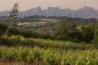 Vineyards and Cactus with Montserrat Mountain, Catalunya, Spain