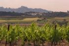 Spring Vineyards with Montserrat Mountain, Catalonia, Spain