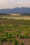 Spring Vineyards with Montserrat Mountain, Catalonia, Spain