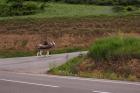 Old man rides a donkey loaded with wood, Anguiano, La Rioja, Spain