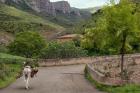 Old man rides a donkey loaded with wood, Anguiano, La Rioja, Spain