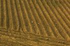 Tilled Ground Ready for Planting, Brinas, La Rioja, Spain