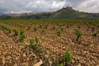 Vineyard in stony soil with San Vicente de la Sonsierra Village, La Rioja, Spain