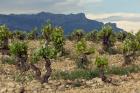 Vineyard along the San Vicente to Banos de Ebro Road, La Rioja, Spain