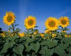 Sunflowers, Spain