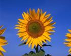 Sunflowers, Spain