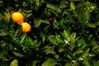 Orange Tree, Tenerife, Canary Islands, Spain