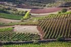 Vineyards, Bobadilla, Spain