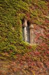 Ivy-Covered Wall, Ciudad Monumental, Caceres, Spain