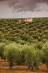 Olive Groves, Jaen, Spain