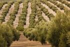 Olive Groves, Jaen, Spain