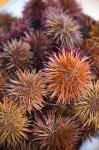 Sea Urchins For Sale, Cadiz, Spain