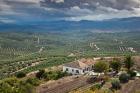 Olive Groves, Ubeda, Spain