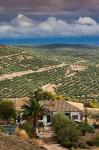 Olive Groves, Ubeda, Spain