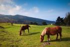 Horses By Jaizkibel Road, Hondarribia, Spain