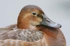 England, London, Pochard Duck