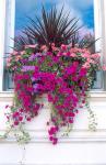 Flower Box in London, England