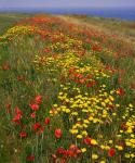 Poppies in Studland Bay, Dorset, England