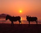 Donkeys at Central Pier, Blackpool, Lancashire, England