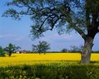 Rape Seed Field, Billinghurst, Sussex, England