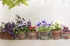 Attractive Flowers In Clay Pots