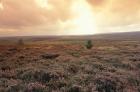 Heather, near Danby, North York Moors, England