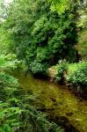 England, Lake District, Cumbria, Flora