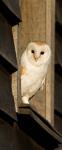England, Barn Owl looking out from Barn